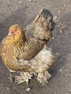 Bruteier Brahma gelockt und glatt