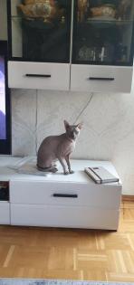 Don. sphynx
