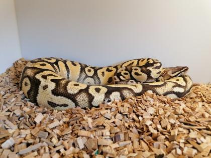 3 wunderschöne Koenigspythons abzugeben