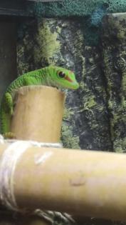 Phelsuma grandis Madagaskar Taggecko 0. 0. 4