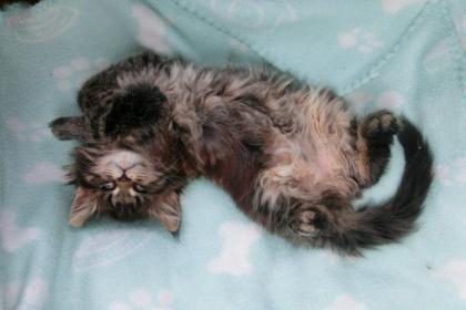 Tolle Maine Coon Kitten, mit schönen Luchspinseln