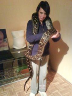Tigerpython Python Molorus Bivittatus 3, 5 m ca. 10 Jahre handzahm