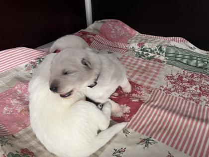 Weiße Schweizer Schäferhund Welpen