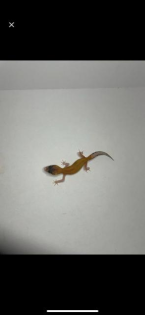 Leopardgecko nachzuchten