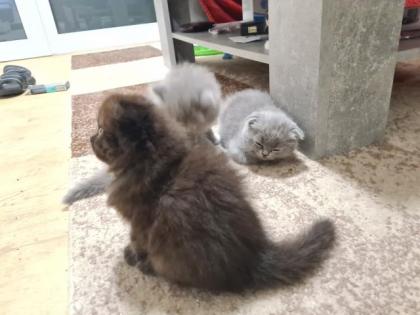 Scottish katzen lange und kurze Haare