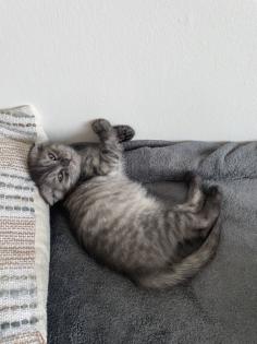BKH mix Kitten 2 Monaten alt