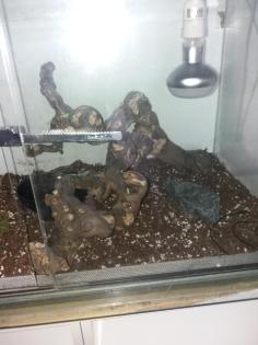 Kleine kornatter Schlange mit Terrarium zu verkaufen
