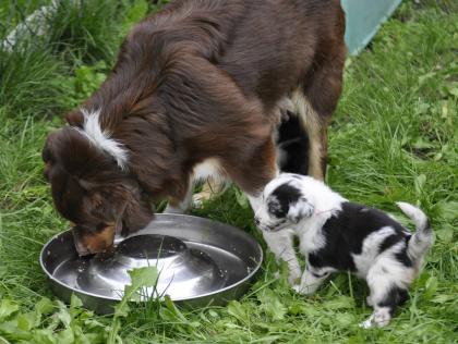 Australian Shepherd Welpen suchen ein liebevolles Zuhause