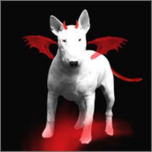 Miniature Bullterrier Welpen - Wurfplanung für den Sommer 2021 bei den Mephisto