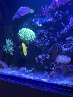 Meerwasser Aquarium