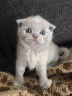 Scottish fold Kitten britisch Kurzhaar Bkh