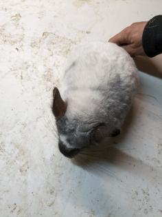 Langschwanz Chinchillas