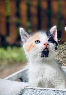 Kitten Bildhübsche Kätzchen