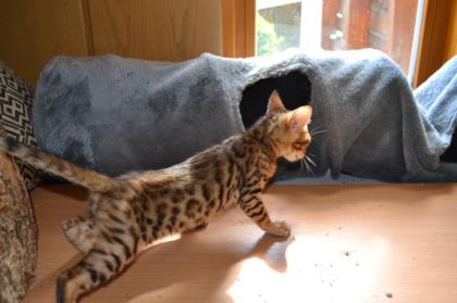 Bengal Kater Kitten sofort zur Abgabe