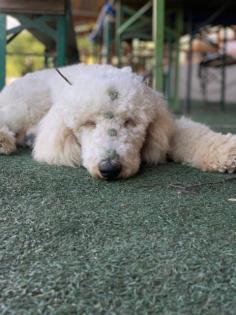 Labradoodle Welpen F 1