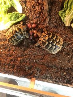 Griechische Landschildkröten