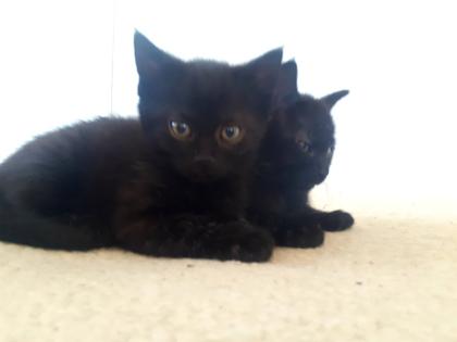 Schwarze Kätzchen Hauskatze