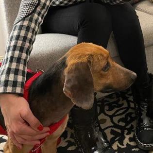 Mona ist ein wunderschönes, liebes und zuckersüßes Hundemädchen