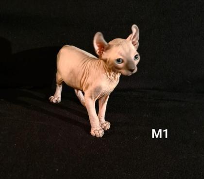 Elf Sphynx Stammbaum blau Augen