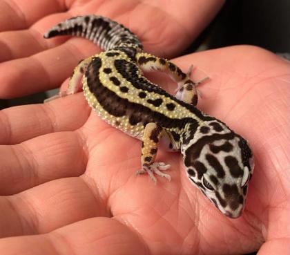 Pet Only MS Bold Stripe Bandit 0. 0. 1 2022