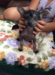 Chinesischer Nackthund - Chinese Crested Dog Rüde - ganz süß