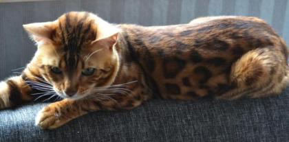 Bengal Kitten mit Stammbaum