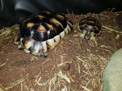 2 wundervolle Breitrandschildkröten auch mit komplettem Terrarium