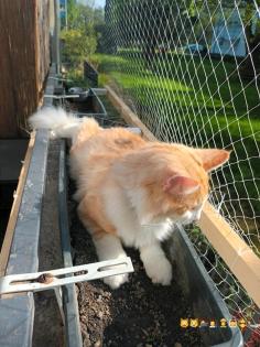Norwegischer waldkatzen Kater