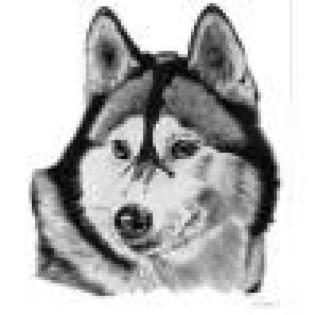 Seberyan Husky Rüden