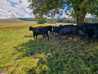 Galloway Herde Rinder Jungrinder Färsen
