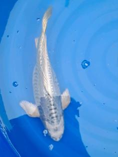 Koi Butterfly Longfin Doitsu Ogon ca. 42cm groß