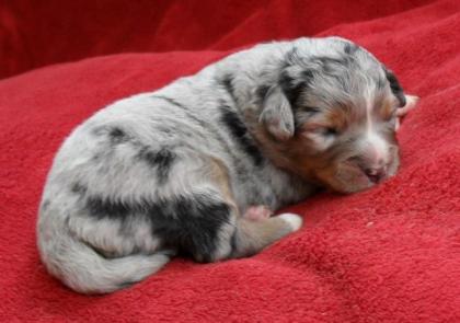 Miniature Australian Shepherd Welpen, Mini Aussie