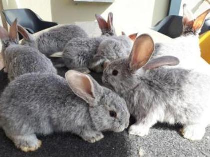 Reinrassige Deutsche Riesen Schwerer Schlag Chinchilla 8-2-24