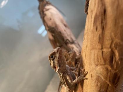 Bartagame Jungtiere