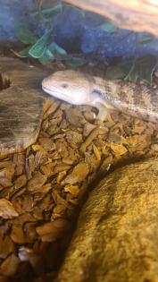 0. 0. 1 Blauzungenskink Tiliqua scincoides