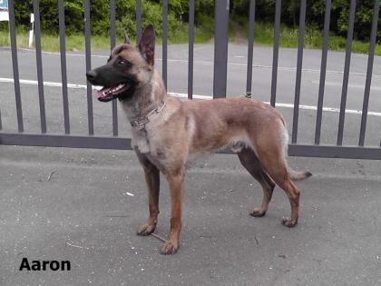 Mali - Ruede als Polizeihund geeignet