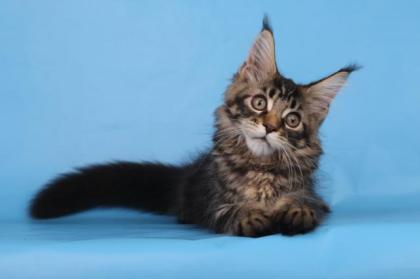 Reinrassige Maine coon Stammbaum