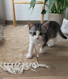 Kleine Kater abzugeben
