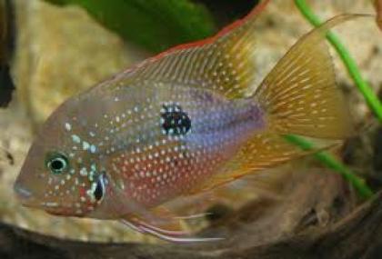 Thorichtys ellioti - Buntbarsch aus Hobbyzucht