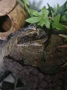 3 Leopardengeckos mit komplettset Terrarium.