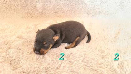 Jagdterrier Patterdaleterrier Welpen