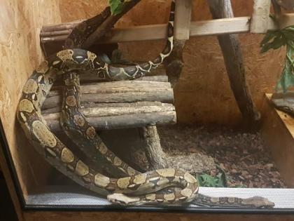 Terrarium mit Zubehör und 2 Boa constrictor