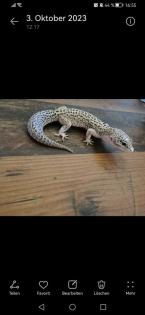 Leopardgecko Männchen