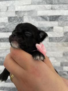 Wunderschöne Reinrassige Chihuahua Welpen Weibchen