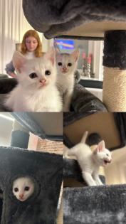 Türkisch angora Kitten