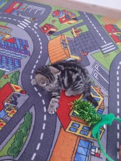 Britisch Kurzhaar Tabby