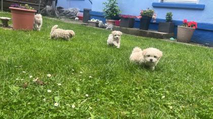 Süße Maltipoo Welpen