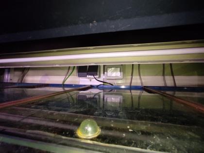 Profi Aquarium - Fisch-Zuchtanlage mit Ablaufvorrichtung
