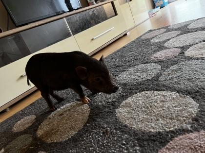 Mini Schwein 3 1/2 Monate alt