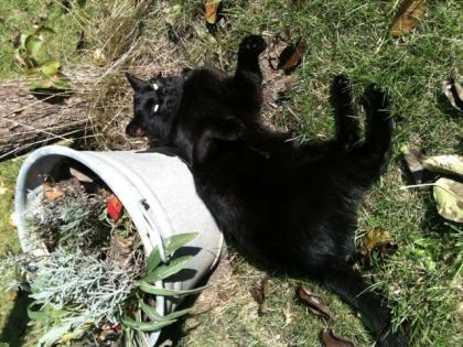 Schwarzer, lieber 2-J. Kater Bruno sucht liebevolles Zuhause